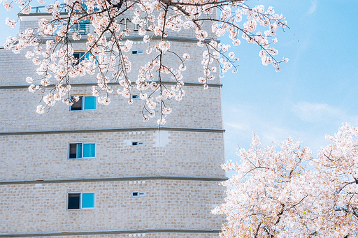 3월, 새봄과 함께 찾아온 벚꽃이 만개한 제주 중문동의 풍경