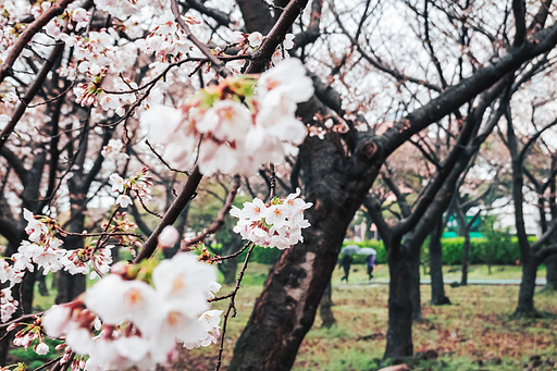 제주시 신산공원의 봄비 내리는 날, 봄풍경들