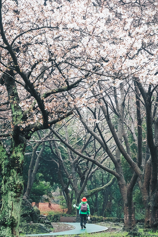 제주시 신산공원의 봄비 내리는 날, 봄풍경들