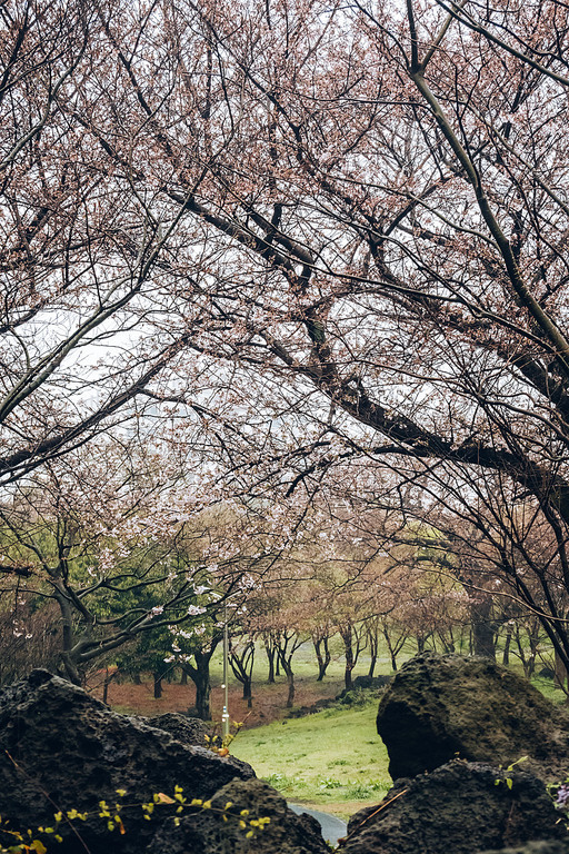 제주시 신산공원의 봄비 내리는 날, 봄풍경들