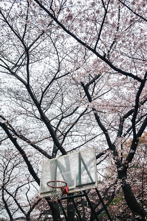 제주시 신산공원의 봄비 내리는 날, 봄풍경들