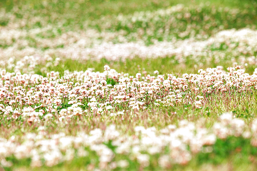 한국,풍경,공원