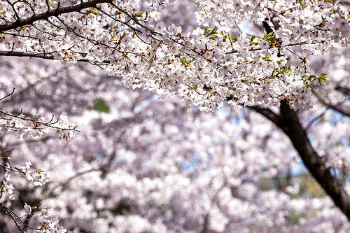 봄,벚꽃