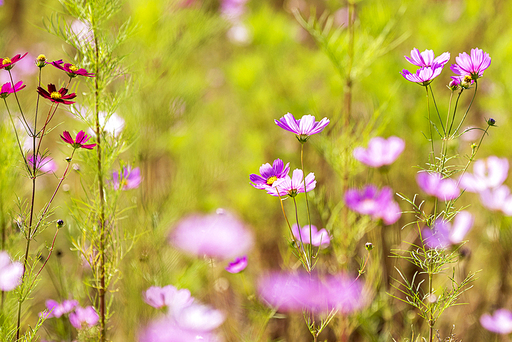 가을,코스모스