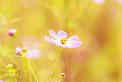 가을,코스모스