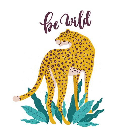 Be Wild slogan. Leopard. Typography graphic , fashion drawing for t-shirts. Vector stickers,  patches vintage.