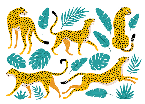 Vector set of leopards and tropical leaves. Trendy illustration