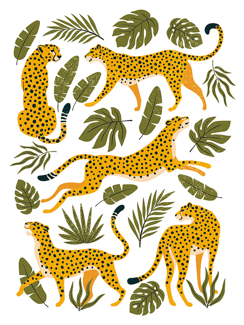 Vector set of leopards or cheetahs and tropical leaves. Trendy illustration