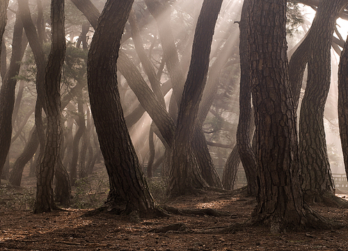 삼릉 소나무 숲 빛내림