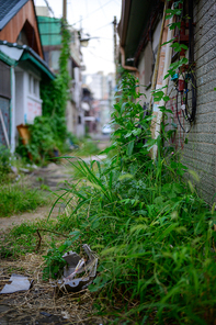 버려진 거리의 보도블록을 덮어버린 잡초의 숲