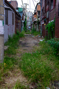 버려진 거리의 보도블록을 덮어버린 잡초의 숲