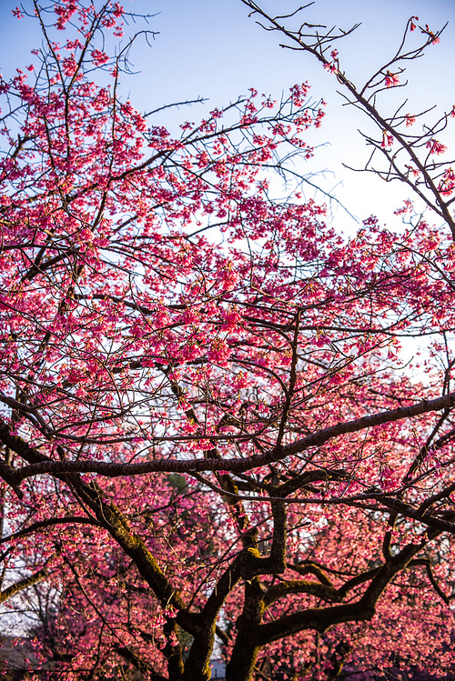 봄날 일본의 공원에 아름답게 피어 있는 벚꽃