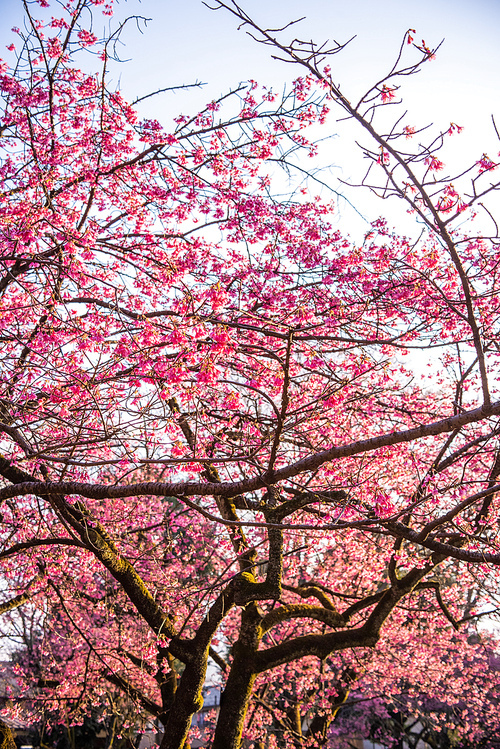 봄날 일본의 공원에 아름답게 피어 있는 벚꽃