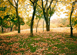 낙엽이 가득한 가을 공원 속으로 햇빛이 드는 사진