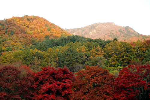 산을 배경으로 붉은색으로 단풍이 들고 있다.