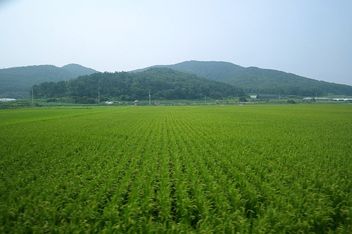 산을 배경으로 푸른 논이 펼쳐져 있습니다.