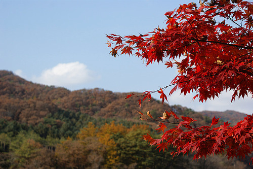 푸른 하늘과  붉게 물든 단풍잎