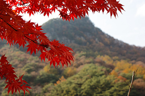 산을 배경으로 붉게 물든 단풍잎