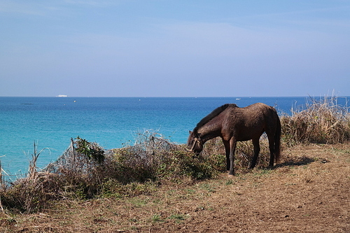 제주 바다와 풀을 뜯고 있는 말 한마리