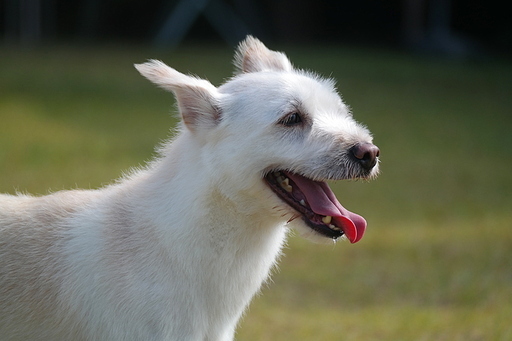 더운 날씨에 혀를 내밀고 있는 흰색 강아지