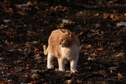 창경궁에서 낙엽 위에 서서 주위를 살피는 고양이 1