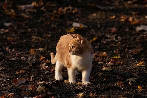 창경궁에서 낙엽 위에 서서 주위를 살피는 고양이 1