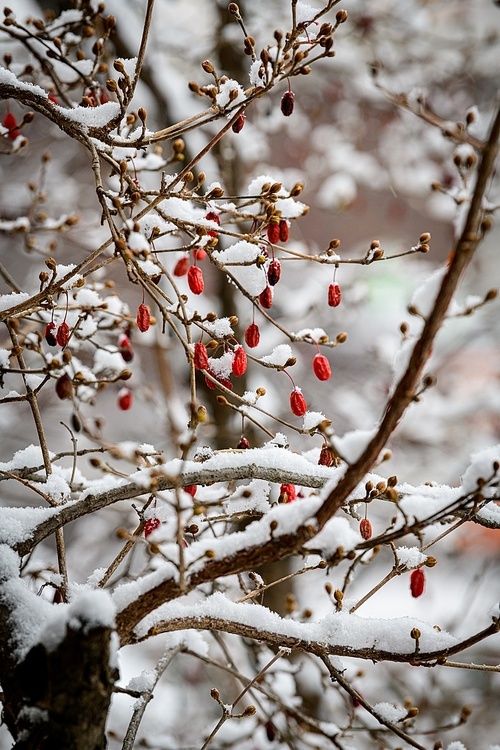 눈 쌓인 나무와 빨간 산수유 열매