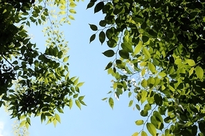 파란하늘과 나뭇잎