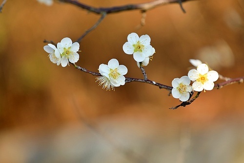봄꽃 - 매화의 개화