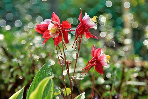 봄 꽃 - 매발톱꽃
