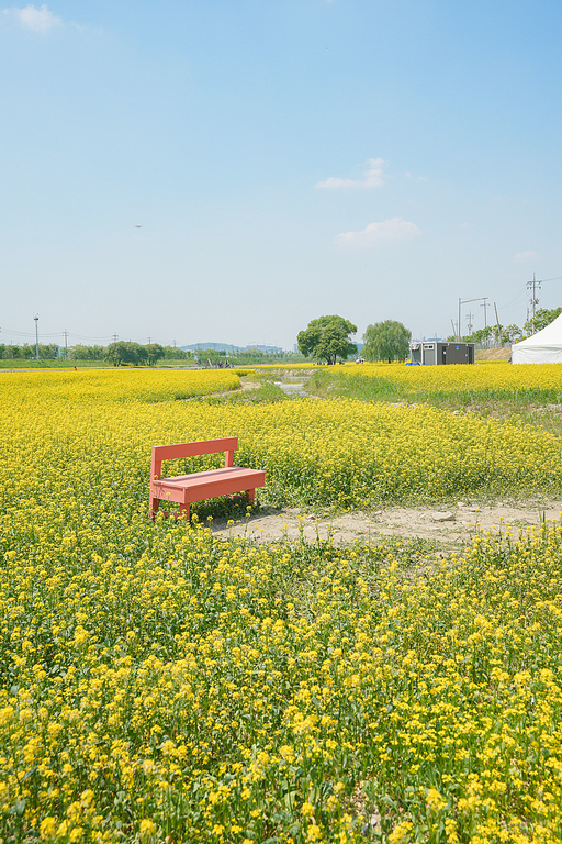유채꽃 풍경