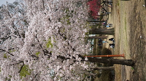 학교 교정에 활짝 핀 벚꽃나무