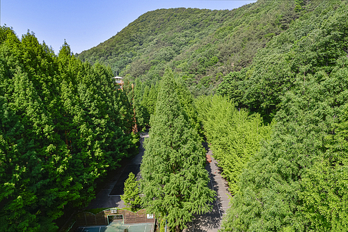 대전 장태산자연휴양림의 봄