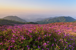 합천 황매산의 봄
