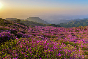 합천 황매산의 봄