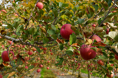 충주 사과과수원의 가을