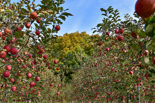 충주 사과과수원의 가을