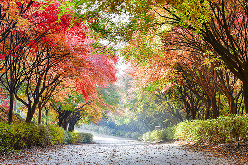 독립기념관 단풍나무숲길의 가을