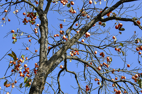 독립기념관 감나무