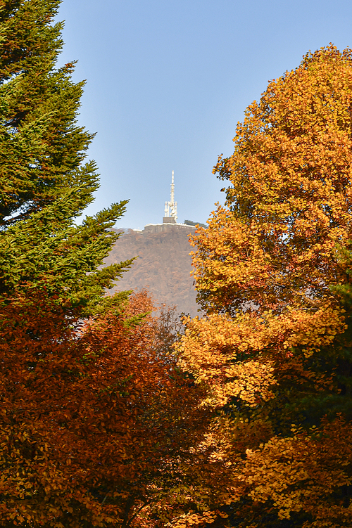독립기념관 단풍나무숲길의 가을