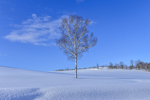 일본 홋카이도 비에이의 겨울 풍경