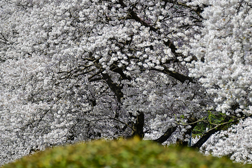 하동 십리벚꽃길의 봄