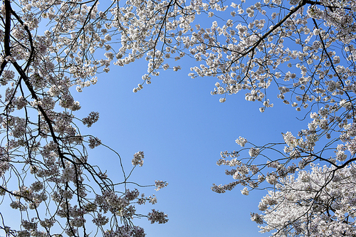 하동 십리벚꽃길의 봄