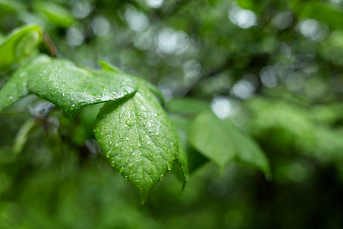 나뭇잎 빗방울