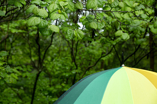 나뭇잎 비 우산