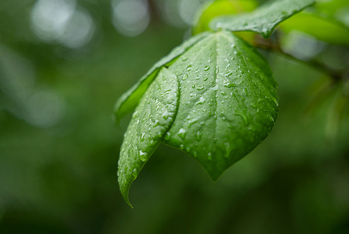 나뭇잎 물방울 비