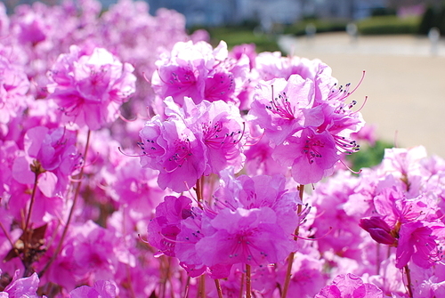 봄의 소식을 알리는 진달래꽃