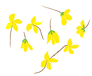 forsythia