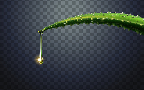 green aloe vera plant element, with one water drop fall from the tip, 3d illustration
