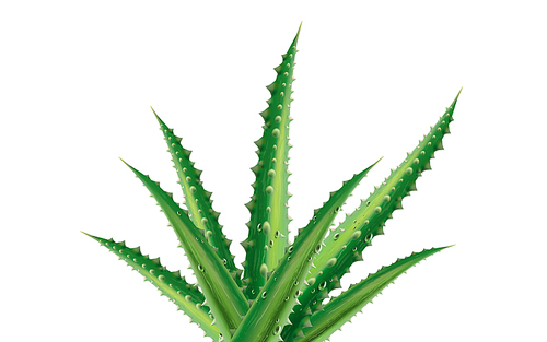 green aloe vera plant element, isolated white background, 3d illustration